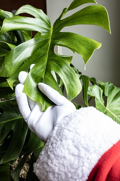 Santa Claus manos acariciando una hermosa planta