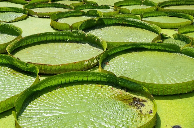 Santa Cruz Seerose im Teich