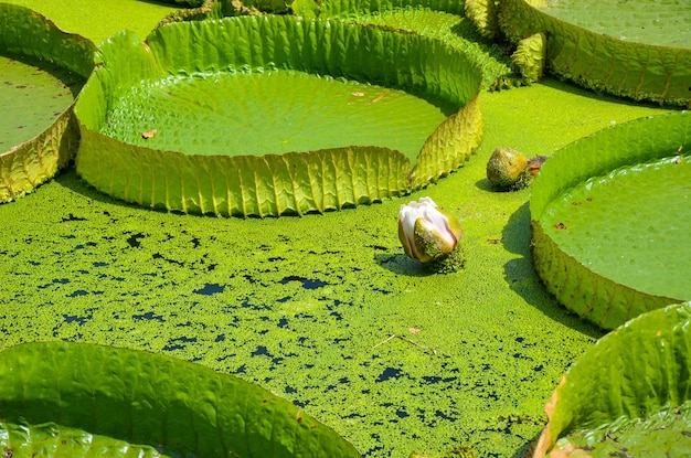 Santa Cruz Seerose im Teich