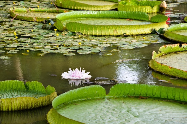 Santa Cruz Seerose im Teich