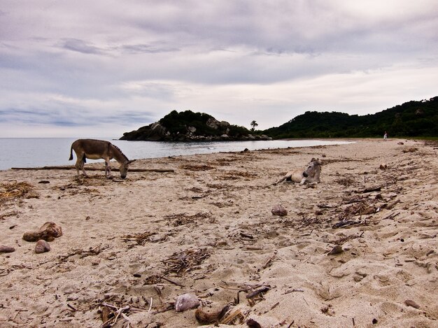 Santa Marta Esel Strand Naturpark