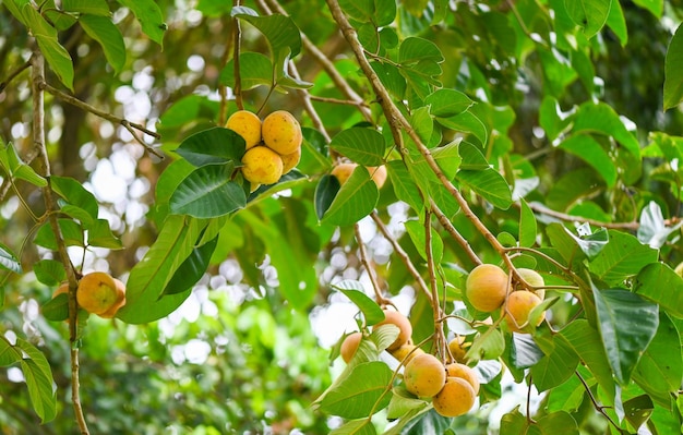 Santol-Frucht im Sommer in Thailand reifes Santol auf der tropischen Frucht des Santol-Baums