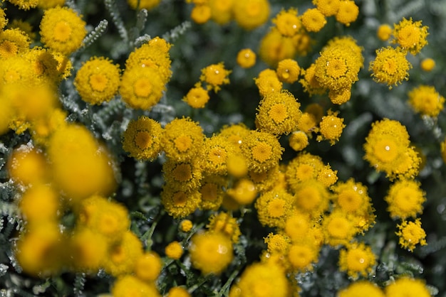 Santolina chamaecyparissus o algodón lavanda familia Asteraceae medicinal aromática flor amarilla