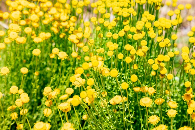 Santolina chamaecyparissus, planta medicinal silvestre tradicional con flores amarillas