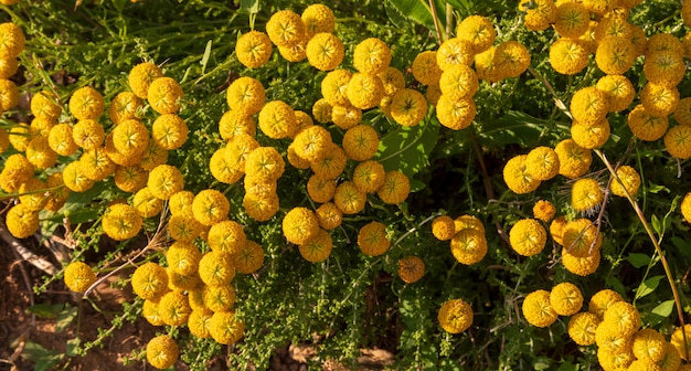 Santolina chamaecyparissus, planta medicinal silvestre tradicional con flores amarillas