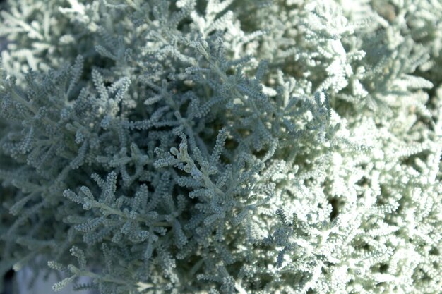 Santolina gris o algodón lavanda con follaje plateado que crece en el jardín de otoño Enfoque selectivo