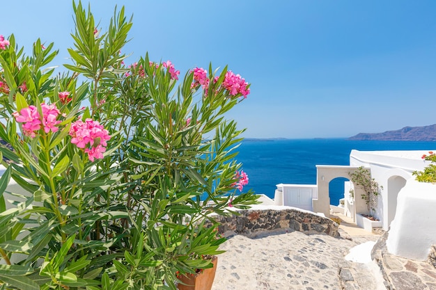 Santorini, grécia. famosa vista da arquitetura tradicional branca paisagem de santorini com flores