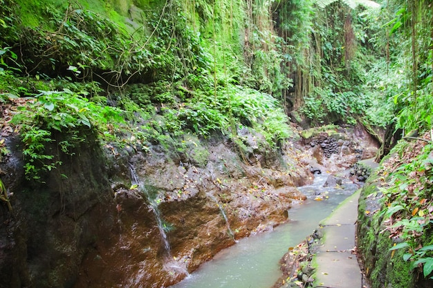 Santuario del bosque de los monos de Ubud Bali