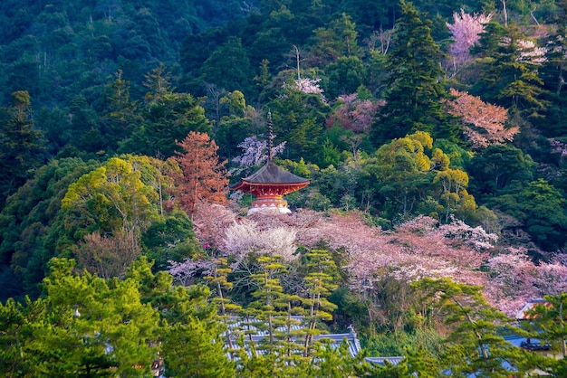 El santuario de Itsukushima con sakura