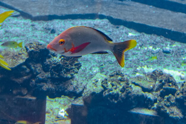 Sanya, Hainan, China - 19 de enero de 2020: Una amplia variedad de peces (más de 500 especies de peces, tiburones, corales y mariscos) en un enorme acuario en el Hotel Atlantis en la isla de Hainan. Sanya, China.