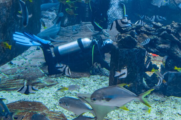 Sanya, Hainan, China - 19 de enero de 2020: Fotógrafos submarinos en inmersiones en el enorme acuario. Buzos con cámara rodeados de una gran cantidad de peces. Sanya, Hainan, China.