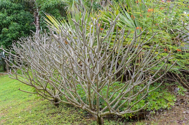 Sanya, Hainan, China - 19 de febrero de 2020: Árbol tropical inusual en la calle de Sanya.