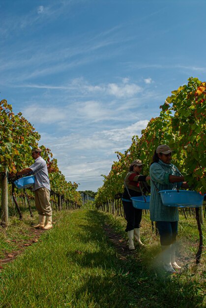 São Joaquim, Santa Catarina, Brasilien 28. März 2008: Bauer erntet Weintrauben während der Ernte in Santa Catarina - Brasilien. Selektiver Fokus auf die Hände des Landarbeiters.