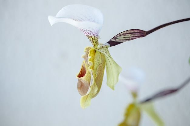 sapato lindo e colorido orquídea no inverno