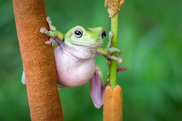 Sapo atarracado em galhos em um fundo verde