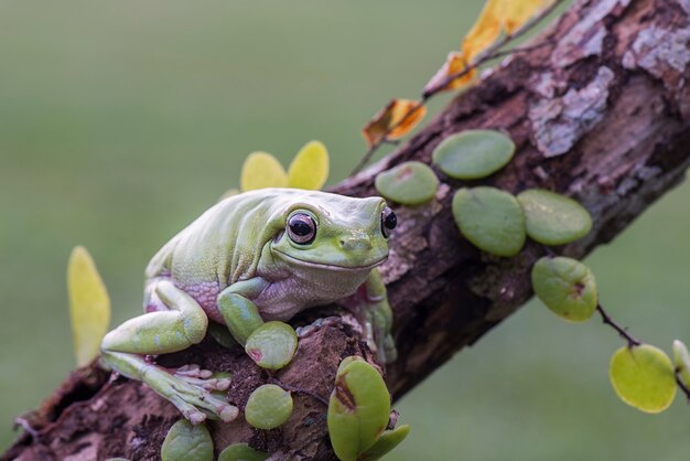 sapo atarracado na folha em jardim tropical