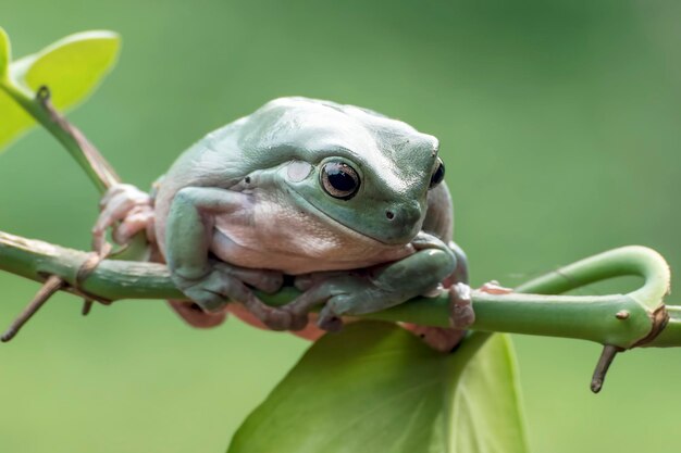 Foto sapo caído pendurado numa árvore