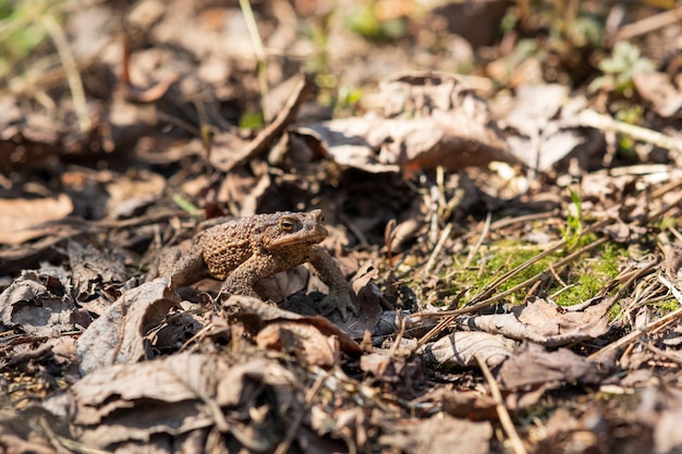 Sapo comum após hibernação entre folhagem seca e grama