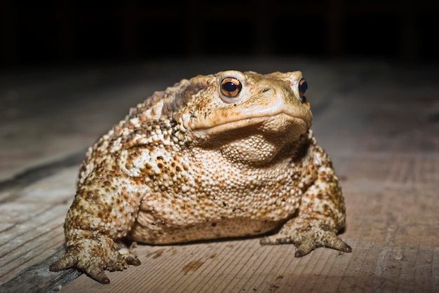 Sapo comum do interior da Itália Bufo bufo closeup