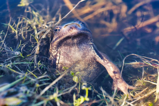 Foto sapo comum europeu rana temporaria