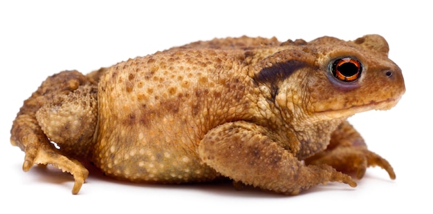 Sapo-comum ou sapo-europeu - Bufo bufo