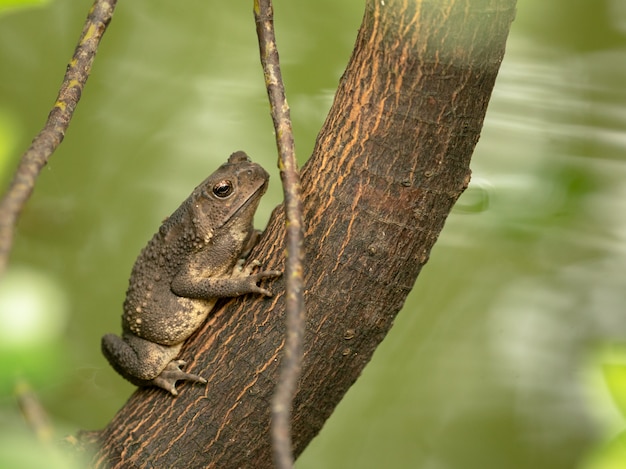 Sapo común asiático, sapo de espinas negras, Duttaphrynus melanostictus sentado en el árbol