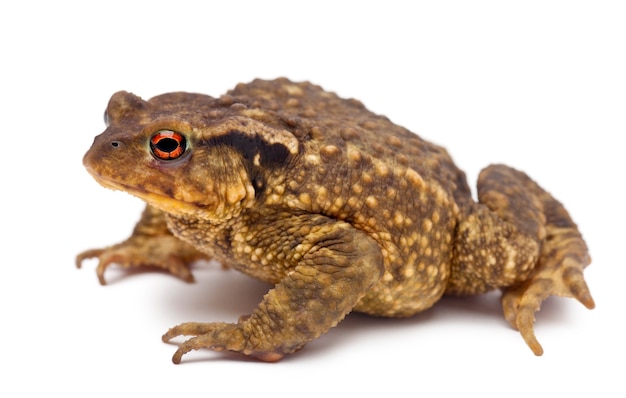 El sapo común, Bufo bufo, contra el fondo blanco.