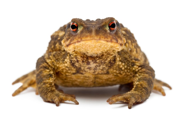 Sapo común Bufo bufo contra el fondo blanco.
