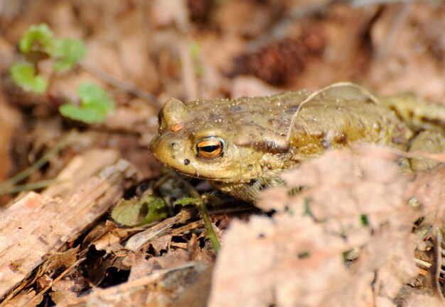 Un sapo común Bufo bufo se sienta en un camino cerca de un lago forestal región de Moscú Rusia