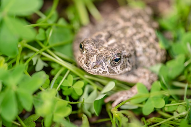 El sapo común (Bufu bufo) en verde camuflaje anfibio hierba borrosa