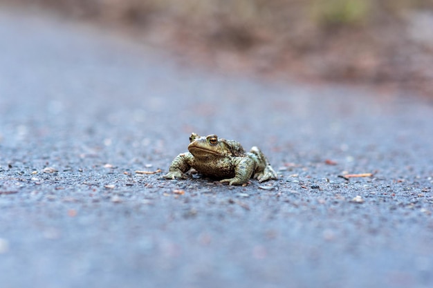 Sapo común en la carretera de asfalto