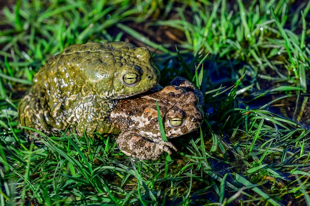 Foto sapo corredor una especie de rana de la familia bufonidae