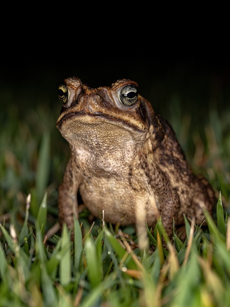 Sapo cururu adulto da espécie rhinella diptycha