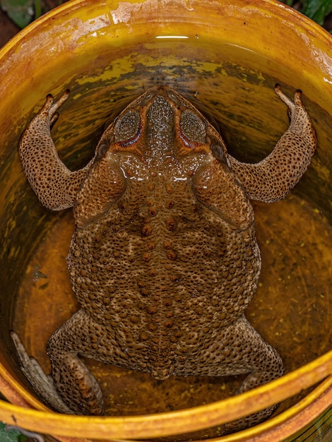 Foto sapo cururu adulto de la especie rhinella diptycha en un balde de agua