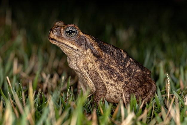 Sapo Cururu adulto de la especie Rhinella diptycha