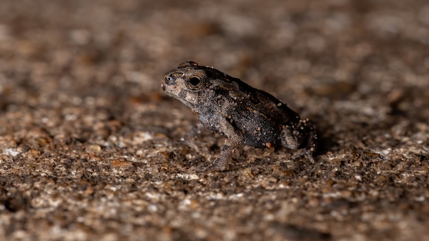 Sapo cururu juvenil da espécie rhinella diptycha