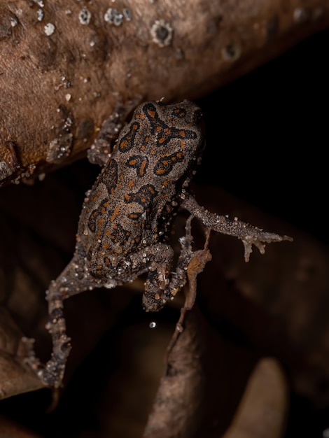 Sapo Cururu juvenil de la especie Rhinella diptycha