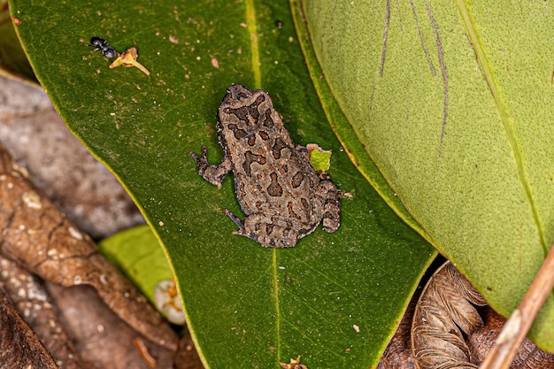 Sapo Cururu Juvenil