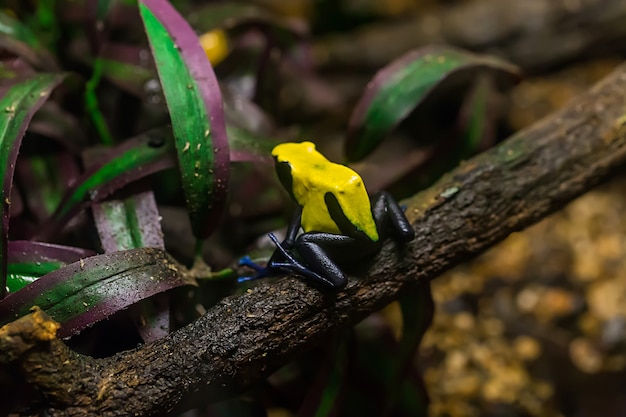 Sapo dardo venenoso amarelo e preto, dendrobates galactonotus