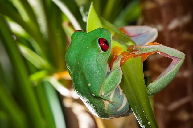 Sapo de árvore de olhos vermelhos balançando na folha verde do terrário