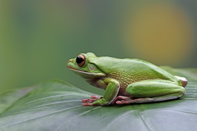 Sapo de árvore Litoria infrafrenata em folhas verdes