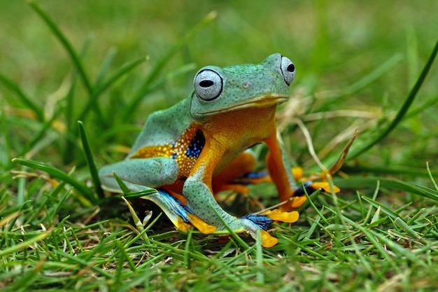 Sapo de árvore na grama sapos voadores