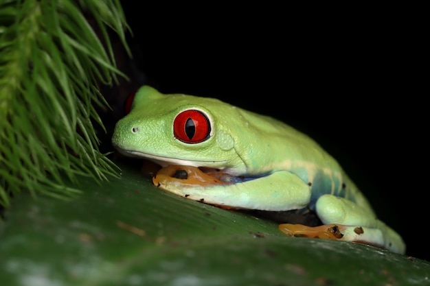 Sapo de árvore redeyed closeup em folhas sapo de árvore redeyed agalychnis callidryas closeup em galho