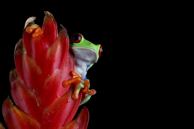 Foto sapo de árvore redeyed closeup em folhas verdes sapo de árvore redeyed agalychnis callidryas closeup em galho