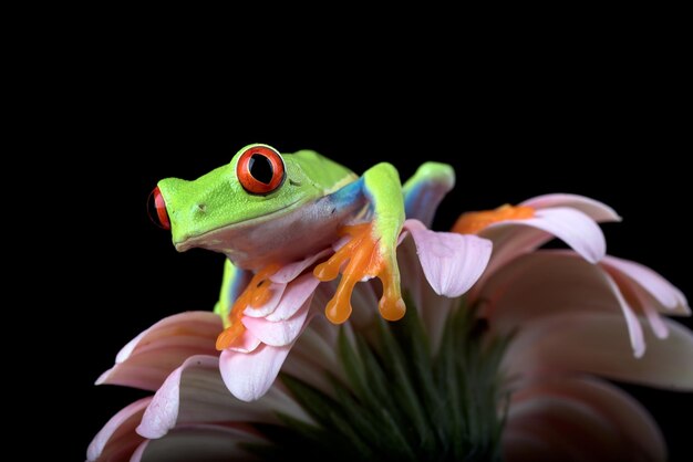 Sapo de árvore redeyed empoleirado em uma flor