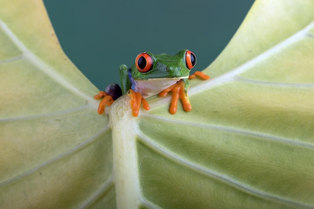 Sapo de árvore redeyed sentado em folhas verdes