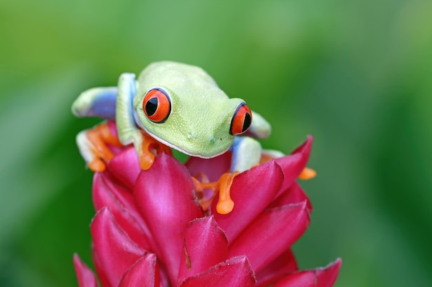 Sapo de árvore redeyed sentado na flor vermelha