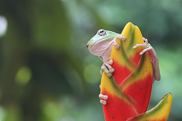 Sapo de árvore verde australiano em flor de banana