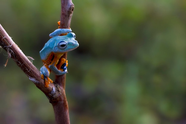 Sapo de árvore verde australiano em fundo natural