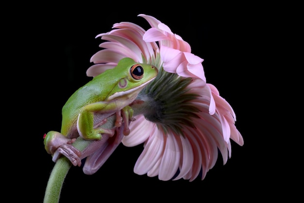 Foto sapo de árvore verde sobe uma flor